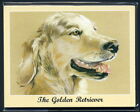 THE GOLDEN RETRIEVER - Man's Best Friend Dog Breeds Perikim Collectors Card Set