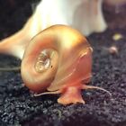 10 Ramshorn Snails (Variety)