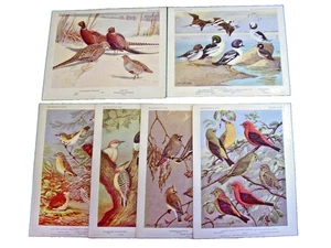 General Mills American Bird Portraits In Color 1960 Vintage 6 Card Set Of -Set 2 - Picture 1 of 13
