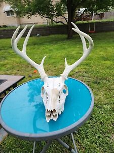 H56 Dead Head Whitetailed Deer Euro Antler Skull Mount Taxidermy