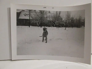 1964 VINTAGE FOUND PHOTOGRAPH OLD PHOTO B&W ART GREAT DANE PUPPY DOG SNOW 1960S - Picture 1 of 4
