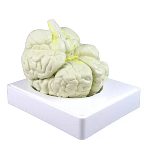 Parco Scientific PB00061 Life Size Human Brain Models-3 Parts|Half of Brain Stem - Picture 1 of 6