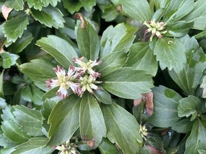 Pachysandra Japanese Spurge - Buy 25 Get 25 FREE Ground Cover - Picture 1 of 4