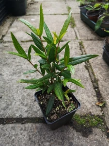 Chilean Lantern Tree Crinodendron Hookerianum Red Flower Hardy Shrub In 9cm Pot - Picture 1 of 2