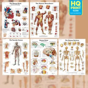 HUMAN ANATOMY MEDICAL ANATOMICAL EDUCATIONAL POSTER PRINTS | A4 A3 A2 A1 |  - Picture 1 of 10