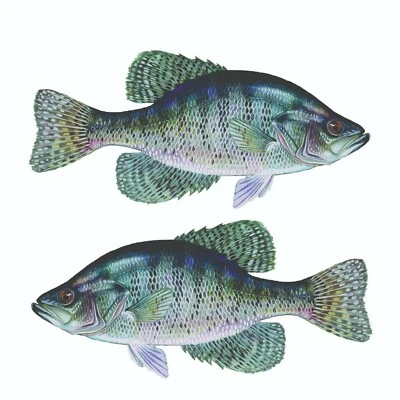 ARLON White Crappie Sticker, Decal, Bumper Sticker Truck, Fishing, Boat Stickers 2/pk