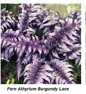 Seeds Fern Athyrium Burgundy Lace Leaf Perennial Shade Lover Creeper Seed + - Picture 1 of 1