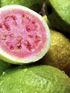 Guava plant with organic pot included, small/med size, organic compost soil - Picture 1 of 5