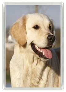GOLDEN RETRIEVER HUNDEKOPF KUNSTDRUCK NEUHEIT ACRYL KÜHLSCHRANKMAGNET TOLLES GESCHENK - Bild 1 von 1