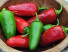 JALAPENO EARLY HOT PEPPER SEEDS/25/50/100/PLUS GIFT w/2* (#2A)