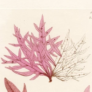 1804 JAMES SOWERBY SEAWEEDS, Hand-Colored Copperplate Engraving, No. 1396 (2347) - Picture 1 of 5