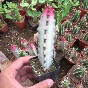 Pianta Succulenta di Cactus 6CM Trigona Rosso Ibrido Euphorbia Cactaceae Giardino di Casa - Foto 1 di 14