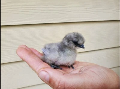 WORLD SEED SUPPLY 2 VERY RARE Lavender Silkie- Bantam HATCHING CHICKEN EGGS