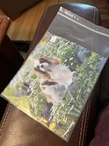 New Cavalier King Charles Spaniel Cloth Eye Glasses Lens Cleaner Cloth NIP - Picture 1 of 3