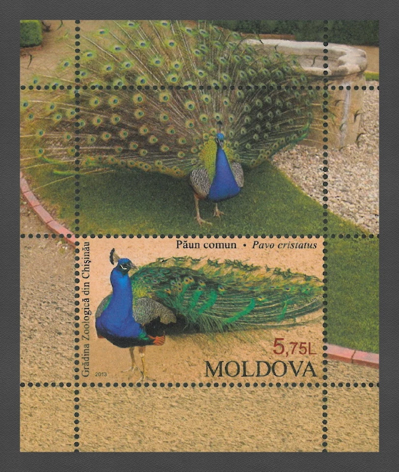 Moldova 2013 Birds Indian Peacock MNH Block  - Image 1 of 1