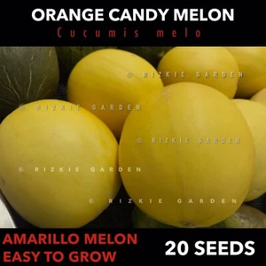 Round Orange Candy Melon, Fruit Seeds, Cucumis melo, Amarillo melon x 20 Seeds - Picture 1 of 6