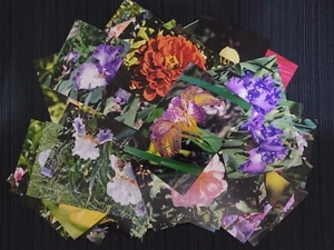 50 Assorted 4x6 Color Photographs Of Flowers, Insects On Kodak & Fujifilm - Picture 1 of 9