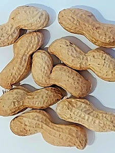 SAMEN Exot Pflanzen exotische Saatgut Zimmerpflanze Zimmer- Strauch ERDNUSS Nuß - Bild 1 von 2