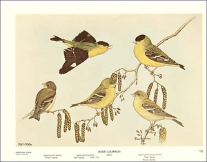 1968 Vintage Print Lesser Goldfinch Bird Mountain Alder Tree Art By Rex Brasher - Picture 1 of 4