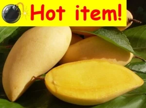 BANANA MANGO PLANT-TUBESTOCK SIZE-FRUIT TREE-SWEET FRUIT-TROPICAL GARDEN SHRUB - Picture 1 of 10