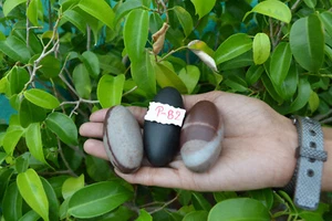 Shiva Lingam Stone Narmada River India Attractive & Special Lingam~P-082 - Picture 1 of 10