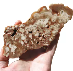 RLE LOSA DE ÓNIX CUEVA KOKOWEEF, CALIF. 7" X 3" X 0,26" ESTALACTITA - Imagen 1 de 3