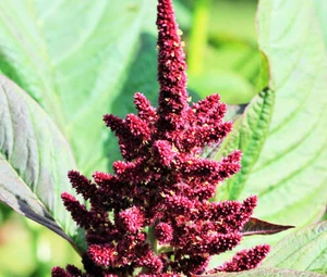 AMARANTHUS PYGMY ANTORCH Amaranthus Hypochondriacus - 500 semillas a granel - Imagen 1 de 1