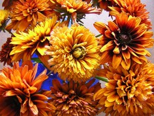 Rudbeckia Glorioza Flower Seeds from Ukraine