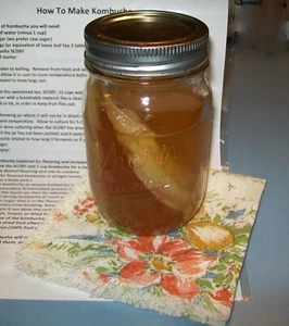 Kombucha SCOBY starter f/ country home kitchen, grown w/ organic tea &raw sugar  - Picture 1 of 16