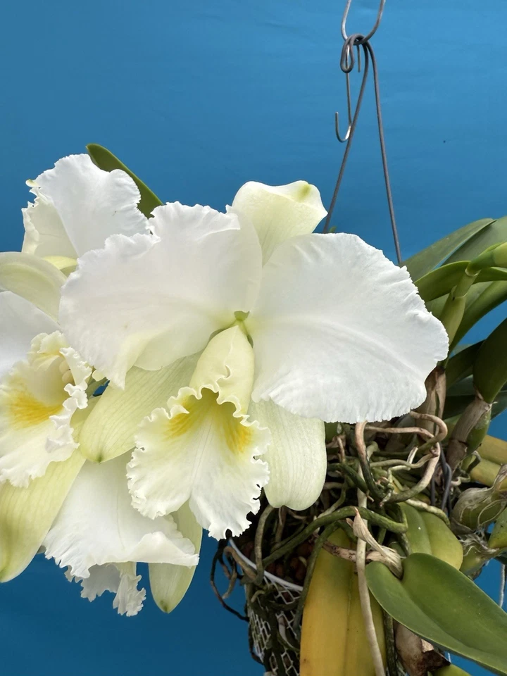 Cattleya Bow Bells ‘July’ X Ruth Gee 'Diamond Jubilee' White Orchid Eros 7” Pot - Image 1 of 4