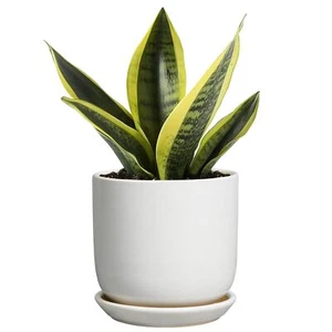 Indoor Plant Pot 5 Inch - Round Ceramic Planter for Succulent Plants with Dra... - Picture 1 of 8