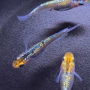 Medaka Eier Miyazakura  Lame Reisfische Oryzias latipes Japanischer Agrias - Bild 1 von 7