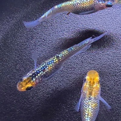 Medaka Eier Miyazakura  Lame Reisfische Oryzias latipes Japanischer Agrias - Bild 1 von 4