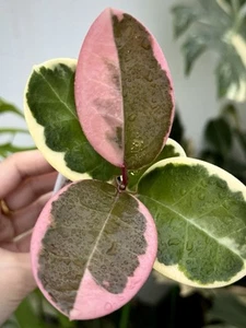 Hoya Australis ssp Tenuipes Albo Blondie💖~Established Indoor/Outdoor Plant🪴 - Picture 1 of 11