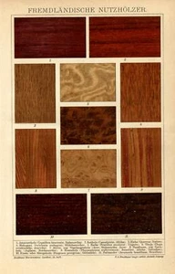 Stampa Antica 1888 LEGNAME VARIETA' Legno Alberi Botanica CROMOLITO Old Print - Picture 1 of 1
