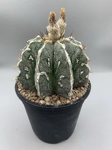 Astrophytum Hannya Vaso 14 Cm 8 Coste Maculato Bianco Verde  Stella Puro - Imagen 1 de 5