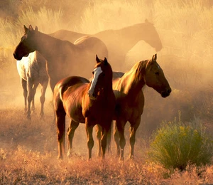 3D Horse Animals 57 Paper Wall Print Decal Wall Wall Mural AJ WALLPAPER GB - Picture 1 of 5