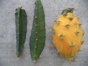 Yellow Dragon Fruit Palora Variety Matured Fresh Cutting For One Pc In  3"-4" H - Picture 1 of 4