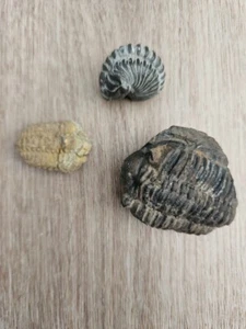 Set of 3 Trilobite fossils, Large 2" black, 1" rolled and a 1" tan. Ships free - Picture 1 of 10