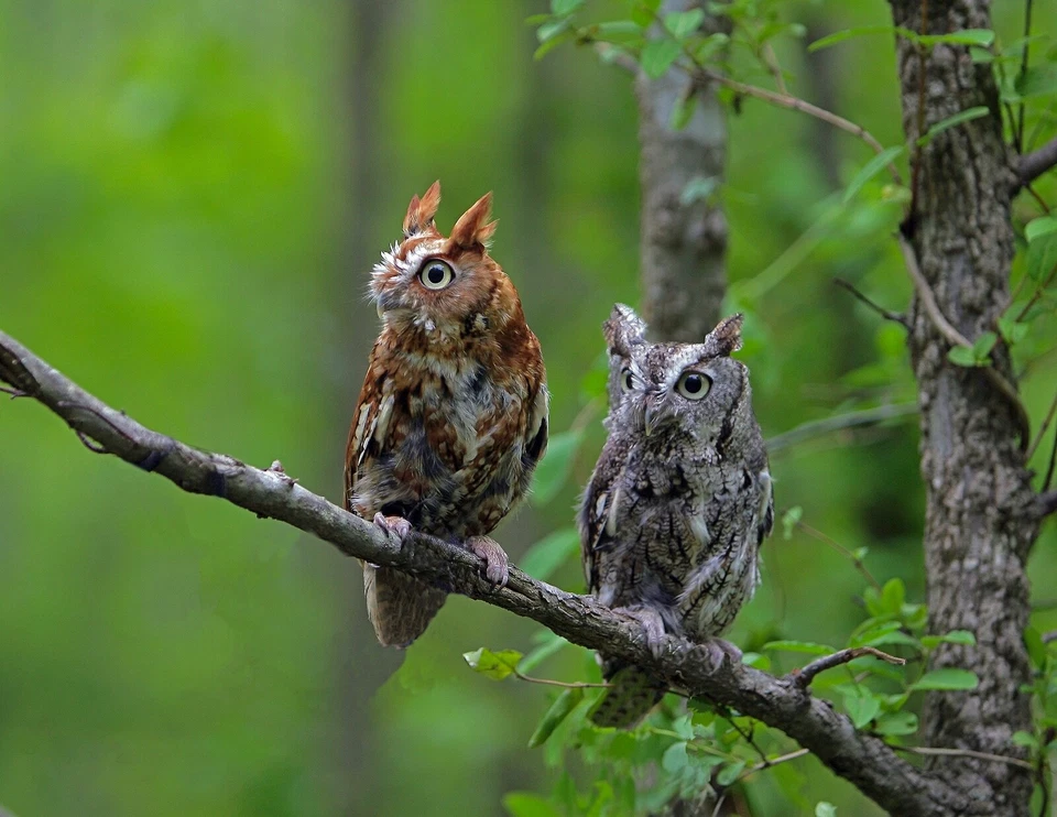 Screech Owl Pair  Two  Photo print 8-1/2" X 11" - Image 1 of 1