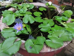 Nymphaea Nouchali 15 Seeds, Fragrant Blue Water Lily, Aquatic Star Lotus, USA - Picture 1 of 4