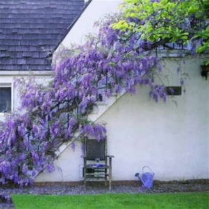 WISTERIA Floribunda Flower Purple Ornamental Vine Climber Purple wisteria Seeds - Picture 1 of 8