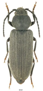 Coleoptera Cerambycidae Asemum striatum Russia N Caucasus 17mm - Picture 1 of 1