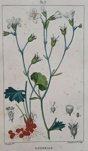 SAXIFRAGE Botanik GRAVUR Lambert TURPIN Pflanze 19. Jh. - Bild 1 von 2