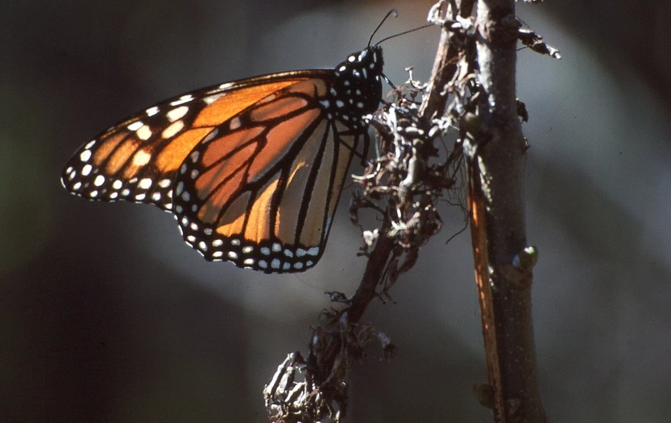 35 MM Color Slides Pro Photo Insect Monarch Butterfly Close up 1984  #15 - Image 1 of 1