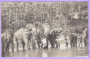 CEYLON ETHNIC TEMPLE ELEPHANTS AT KATUGASTOTA POSTCARD - Imagen 1 de 1