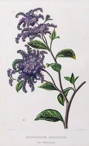 Vanilleblume Heliotropium  Original Lithographie handkoloriert Legrand 1847 - Bild 1 von 4