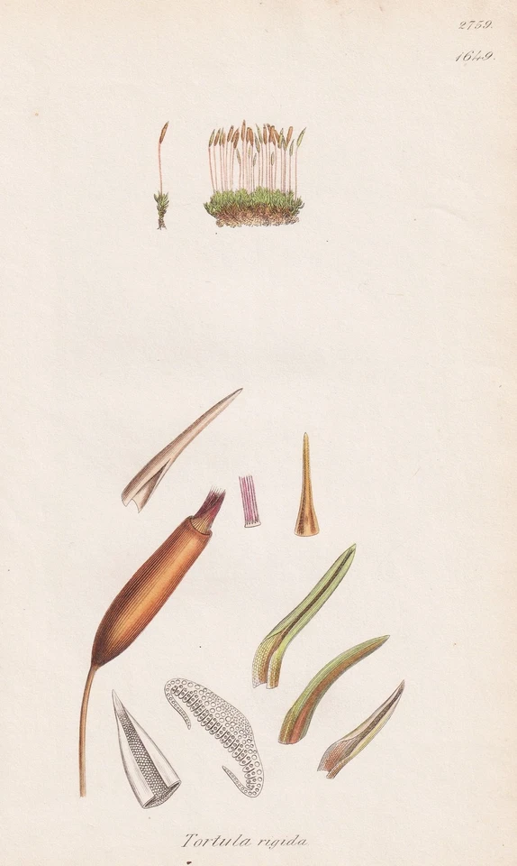 Tortula rigida Moose mosses Botanik botany Kupferstich Sowerby Smith 1842 - Bild 1 von 1