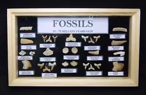 Fossile Haifischzähne Kit Marokko - Bild 1 von 5