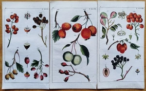 Pflanzen Botanik Beeren etc. 3 Kupferstiche - Wilhelm Naturgeschichte - 1800 - Picture 1 of 3